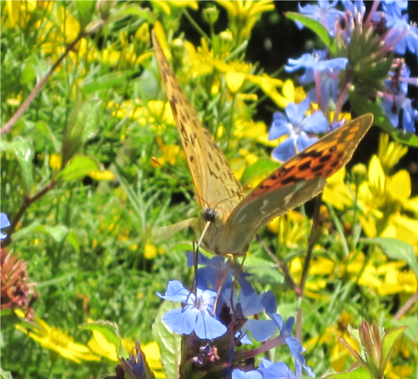 butterfly