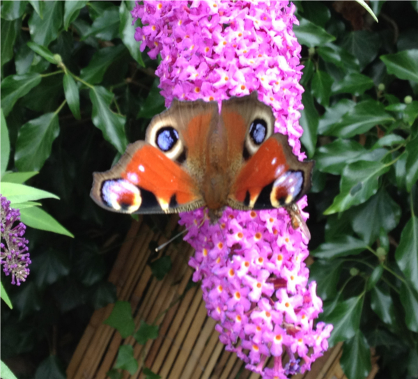 butterfly