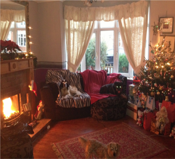 dogs and Xmas tree